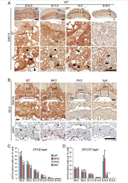 PNAS：胎盘蛋白对胎儿的健康发育至关重要