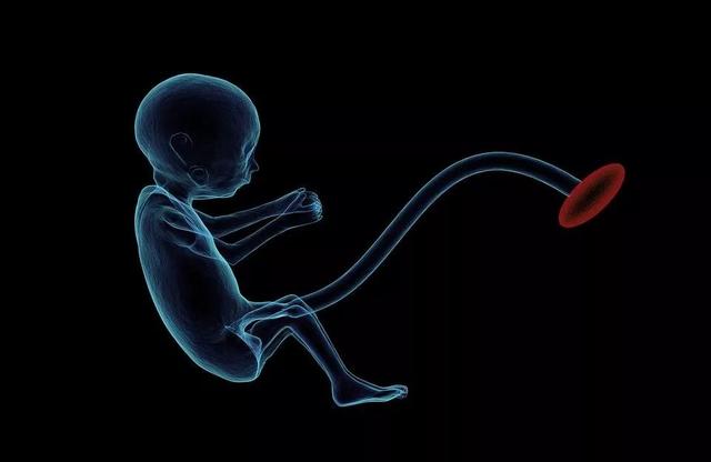 PNAS：胎盘蛋白对胎儿的健康发育至关重要