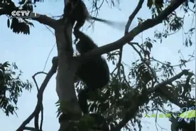 人与自然：黑猩猩野蛮捕猎场景曝光：一把抓住猴子尾巴将其摔下树视频封面