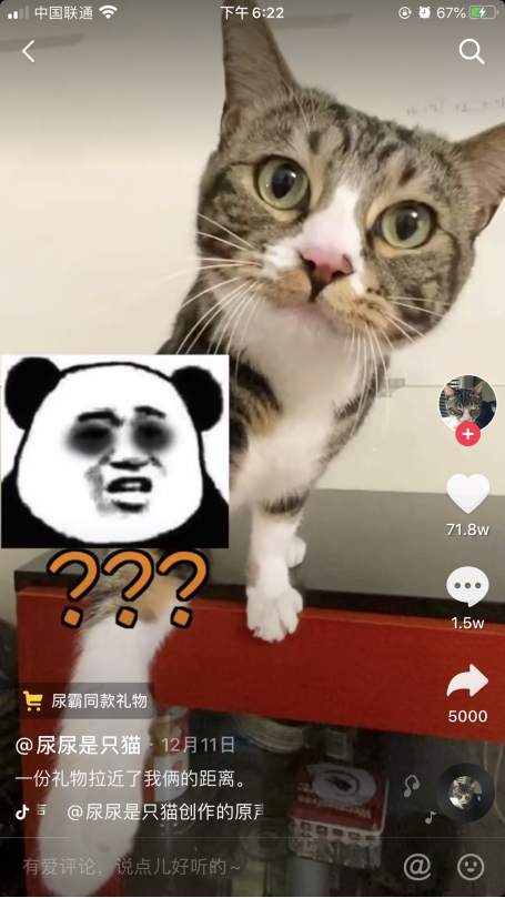 “吸猫”到“云吸猫”，猫语十级背后的“陪伴经济”