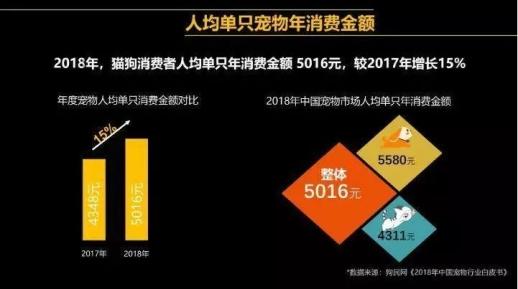 “吸猫”到“云吸猫”，猫语十级背后的“陪伴经济”