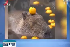 日本：呆萌！水豚泡温泉头顶橘子