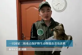 一只国家二级重点保护野生动物鵟在青岛获救视频封面