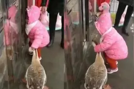 “最彪悍宝宝”火了！活捉大鹅还催姥姥拿刀，网友：反正我是不敢图片