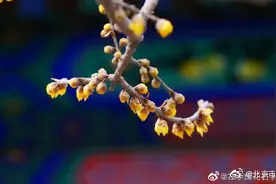 蜡梅，又叫金梅、蜡花、黄梅花图片