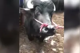 待宰母牛下跪，网友众筹2万元买下放生视频封面