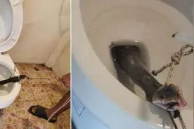 泰国男子上厕所，马桶突然窜出张嘴毒蛇！搏斗照令网友寒颤图片