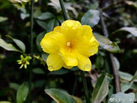 用争先恐后的造句（迎春花都开了）