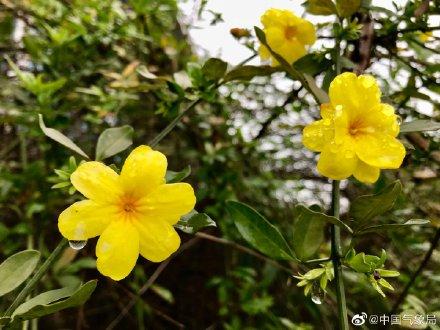 迎春花都开了，春天已经不远啦