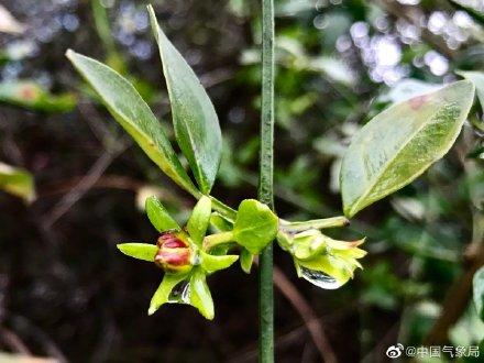 迎春花都开了，春天已经不远啦