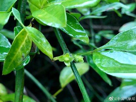 迎春花都开了，春天已经不远啦