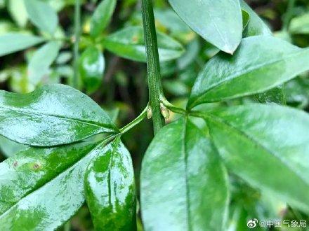 迎春花都开了，春天已经不远啦