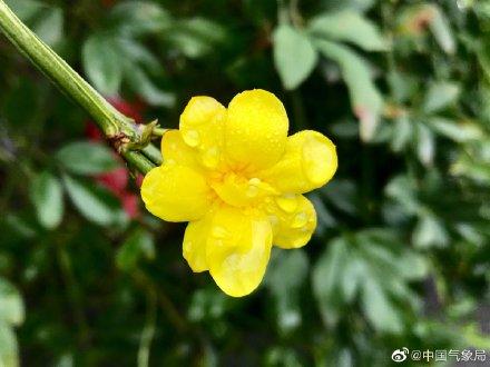 迎春花都开了，春天已经不远啦