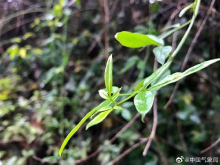 迎春花都开了，春天已经不远啦