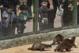鼠年看鼠！游泳闭气高手，自带绒毛大衣，萌萌的海狸鼠来认识一下图片