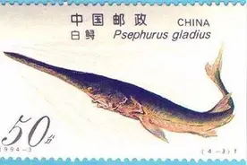 海洋生物｜丧钟为谁而鸣图片