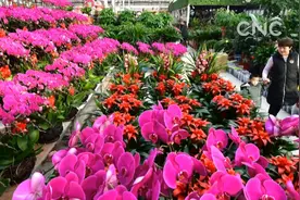 河北唐山：鲜花迎新春视频封面