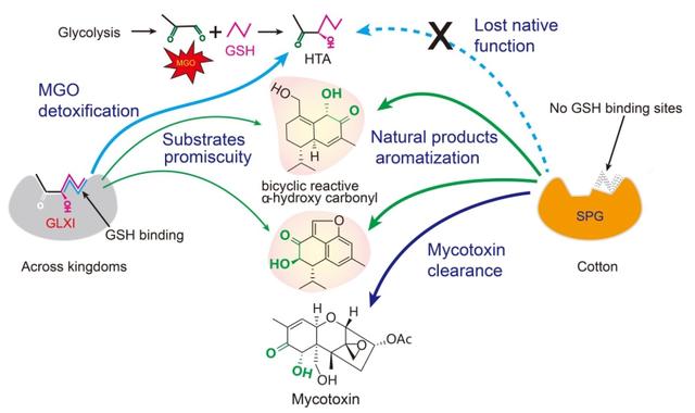 研究发现特化的解毒酶催化天然产物芳香化