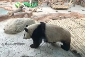 南宁动物园大熊猫“绩美”、“绩兰”见客啦图片