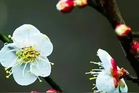 苏轼的这首词，无一个“梅”字，为何还被赞古今梅词第一？图片