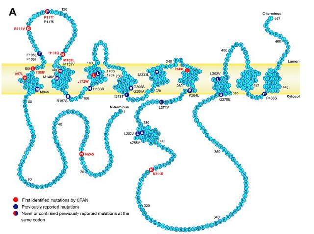 喜讯！宣武医院贾建平教授团队发现中国阿尔茨海默病家系重要遗传机制丨专家视角