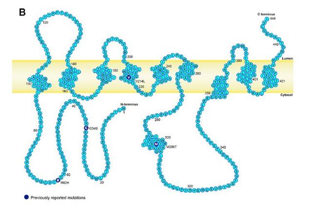 喜讯！宣武医院贾建平教授团队发现中国阿尔茨海默病家系重要遗传机制丨专家视角