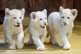 德国动物园小白狮三兄弟亮相 迈腿齐步走乖成小猫咪图片