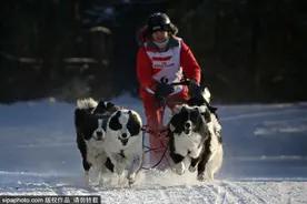 战斗民族的狗狗也厉害！俄罗斯举行圣诞狗雪橇比赛图片