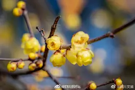 梅须逊雪三分白，雪却输梅一段香图片