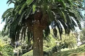 仅剩一棵！全世界最孤独的树注定“单身”，它的祖先曾与恐龙并肩称霸地球图片
