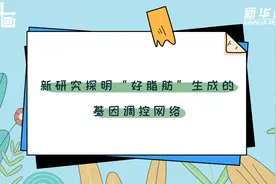 科画 |新研究探明“好脂肪”生成的基因调控网络视频封面