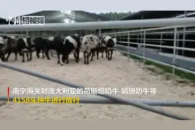 隔离检疫45天 4158头澳洲种牛顺利“出关”前往全国各地视频封面