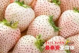 牛奶草莓、玫瑰草莓、“白雪公主”草莓……哪种最受泰安人欢迎？图片