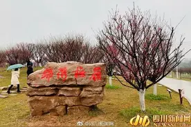 春节又添赏梅新去处 都江堰问花村正式开园图片