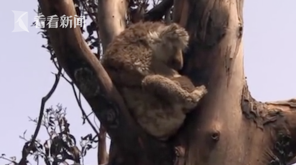 救援考拉宝宝攻略（揪心考拉妈妈舍身护子被烧伤 救援时担心宝宝安危嚎啕大哭）