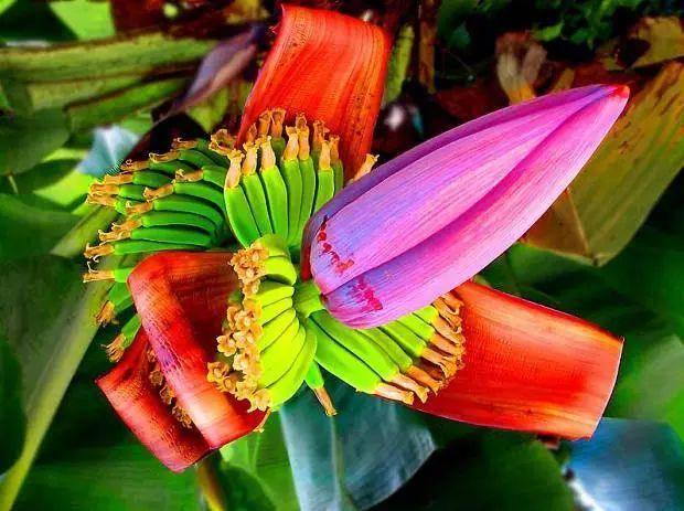 这是香蕉花还是芭蕉花?（这么美的芭蕉花）