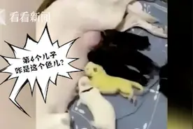 惊呆！白色狗妈生下绿色宝宝 主人为它取名浩克图片