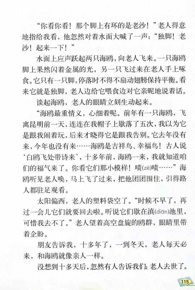 《老人与海鸥》丨那些年，我们一起读过的课文