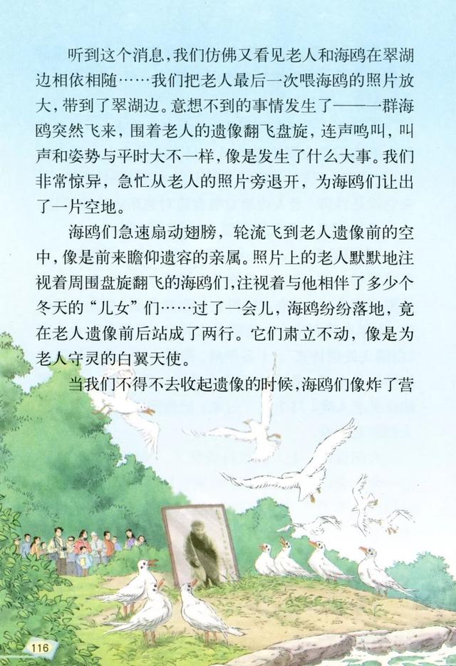 《老人与海鸥》丨那些年，我们一起读过的课文