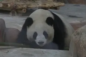 “海归二代”龙凤胎大熊猫“落户”广西南宁视频封面