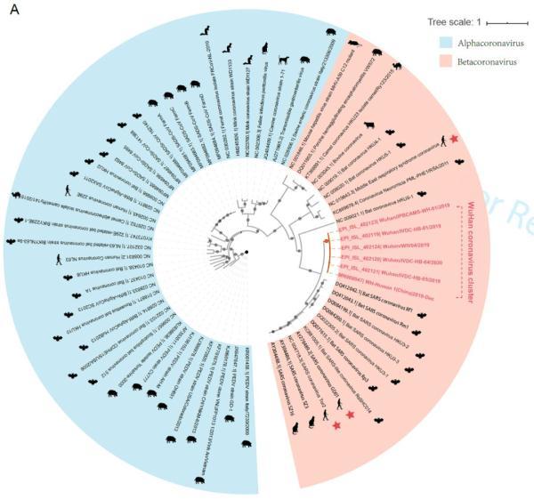 研究揭示武汉新型冠状病毒进化来源和传染人分子作用通路