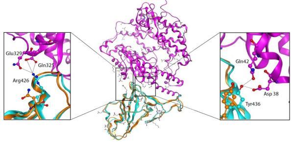 研究揭示武汉新型冠状病毒进化来源和传染人分子作用通路