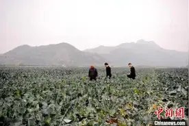 浙江临海西蓝花迎来出口旺季 2019年出口2900多吨图片