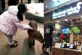 武汉一室内动物园仍营业，可亲密接触动物视频封面