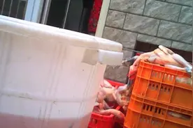 河南禁止销售活禽，商户紧急宰杀视频封面