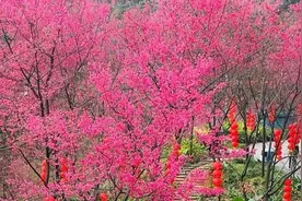 粉了！帽峰山2000株樱花争相绽放图片