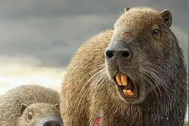 史上第一巨鼠，体型强壮如牛图片