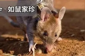 老鼠竟然能开车、能排雷、能治病？人类：是个狠角色图片