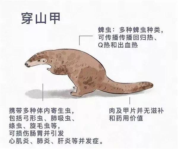 吃野兔都有风险！餐桌上的“野味“藏着哪些致命病毒？