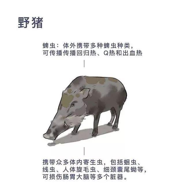 吃野兔都有风险！餐桌上的“野味“藏着哪些致命病毒？